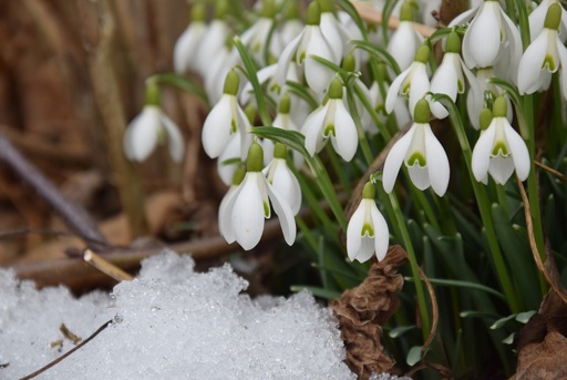 Snowdrop flowers and snow